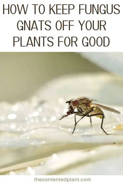 How To Kill Fungus Gnats The Contented Plant