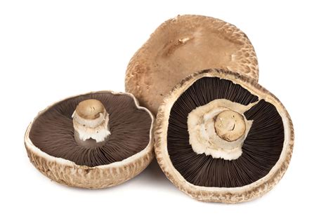 Portobello mushrooms , native to europe and north america, are large, meaty mushrooms often though shiitake and portobello mushrooms are widely used in cooking , they differ in taste, texture. Portobello Facts, Health Benefits and Nutritional Value