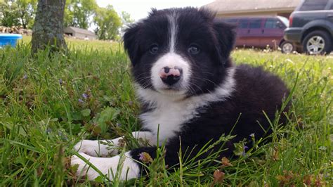 This gorgeous pup is a border collie ready for exciting adventures. Border Collie Puppies | Abiding Acres Farm - Delavan, Wisconsin