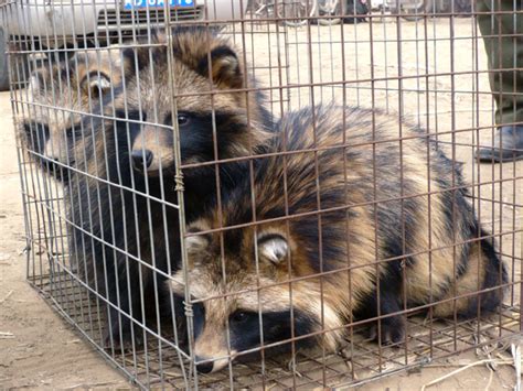 Caged Raccoon Dogs Fur Free Alliance