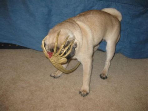 Irti Funny Picture 657 Tags Pug Dog Alien Face Hugger