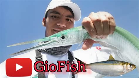 Pesca De Agujonescon Sardina Viva Youtube