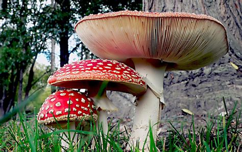 Mushrooms Flickr