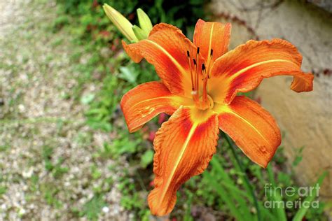 Orange Tiger Lily 3 Photograph By Stephen Farhall Pixels