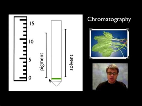 9 Bio 7 Ap Biology Lab 4 Plant Pigments And Photosynthesis Urduflv On