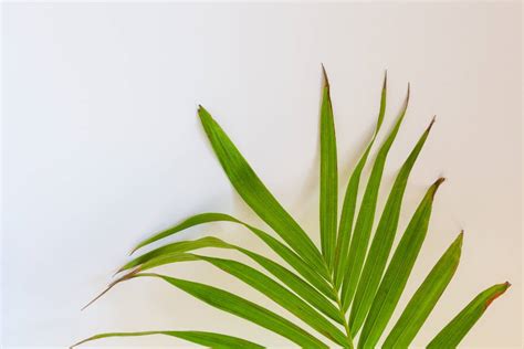 Indoor Palm Tree Leaves Turning Brown 5 Solutions Indoor Plants For