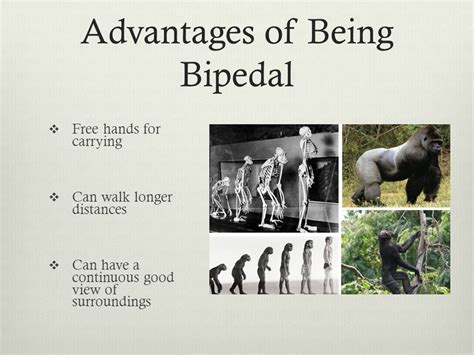 Bipedalism Advantages