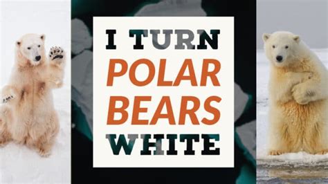 Polar Bear Jokes And Riddles