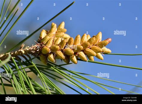 Pine Tree Buds During Springtime Stock Photo Alamy