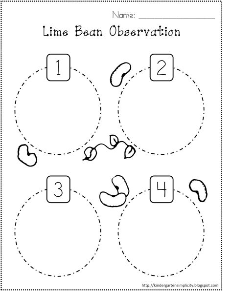 Life Cycle Of A Bean Plant Worksheet - Printable Kids Entertainment