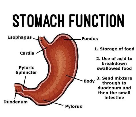Stomach Functions Biology And The Medicines