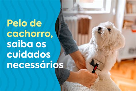 Pelo De Cachorro Tem Acento
