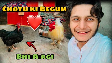 Chotu Phelwan Ki Begum Bhi A Gae 🐓 Fancy Couple Completed 👍🏻😋 ️