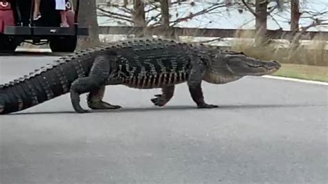 Monster Gator Caught On Camera Strolling Through Neighborhood In The