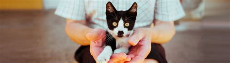Everything You Need To Know About Fostering Cats