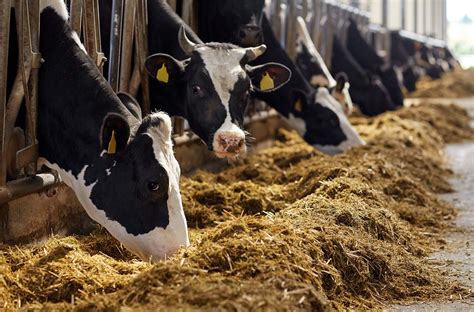 Feeding Dairy Cows During The Transition Period Ruralhq