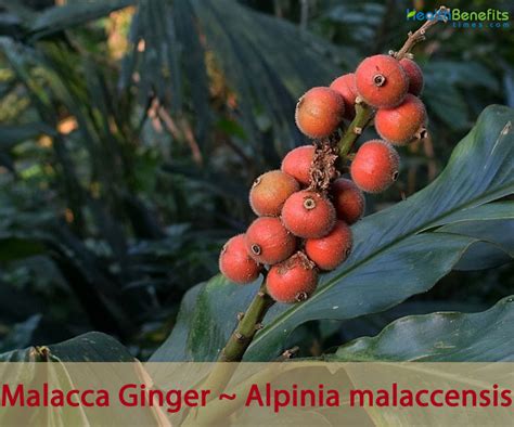 Malacca Ginger Facts And Health Benefits