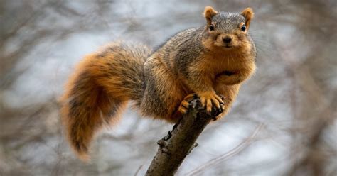 Fox Squirrel Learn About Nature