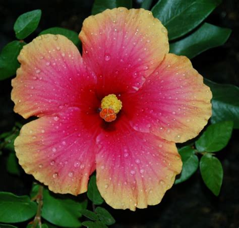 Yellow And Pink Hibiscus Hibiscus Plants Pink