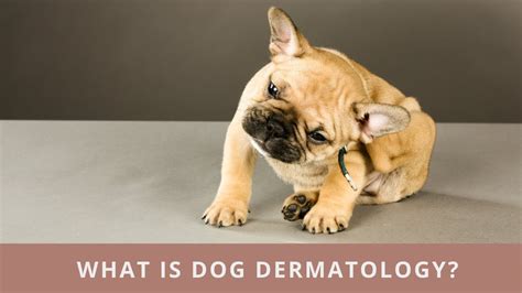 Everything You Need To Know About Dog Dermatology - YouTube