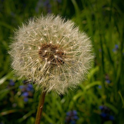 White Dandelion Flower In Close Up Photograph · Free Stock Photo