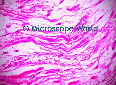 The diagram is very clear, and labeled; Tendons under Microscope | Microscopic, Digital microscope ...