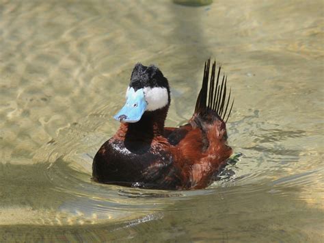 The Online Zoo Ruddy Duck