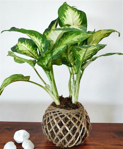 Try to do this early in the. Dieffenbachia Maculata Plant Kokedama - Kokedama India