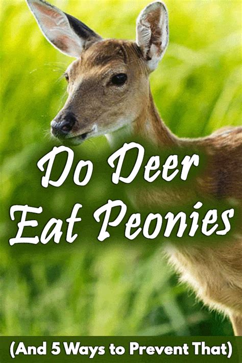 Effective commercial repellents are available. Do Deer Eat Peonies (And 5 Ways to Prevent That) - Garden Tabs