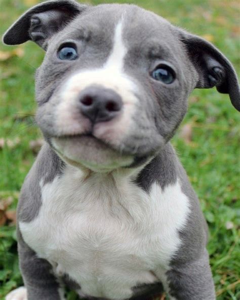 We are not responsible for transactions for animals you find on this site. Pin on blue nose pitbull puppy for sale
