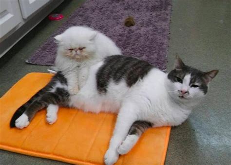 Lafer discusses cancer treatment for her cat. Ein Kater mit geistiger Behinderung tröstet Katzenbabys in ...