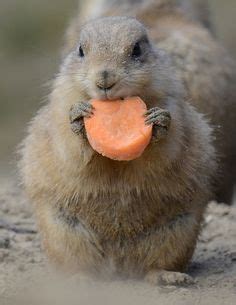 It is relatively high in carbohydrates. Squirrel Eating Carrot They're not just for rabbits ...