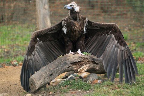 Sky Masters The Largest Birds Of Prey Miratico
