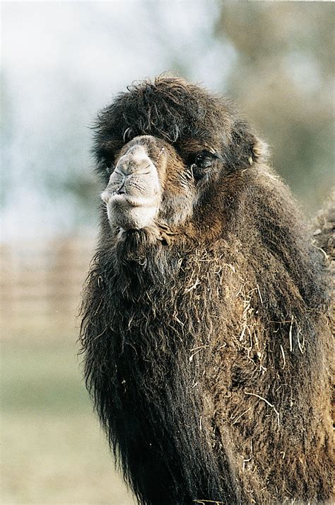 Ecology And Conservation Of Wild Bactrian Camels In Mongolia Edge Of