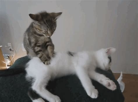 Get Massages Regularly Cat Massage Cats Funny Cats