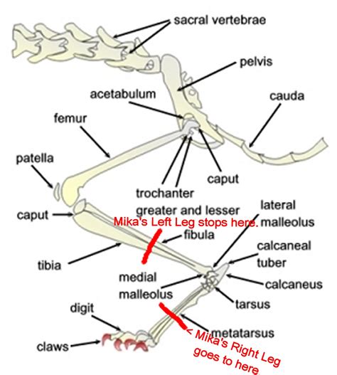 Start studying leg bone diagram. Anakin The Two Legged Cat: Update~ Mika's Vet Visit Today.
