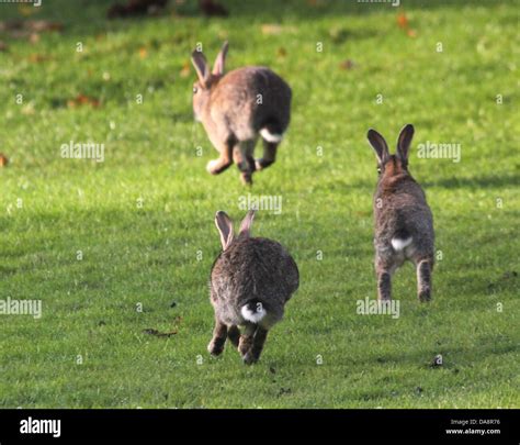 Tres Conejos Oryctolagus Cuniculus Saltando Y Persiguiendo Cada Otros