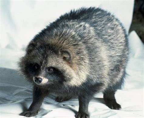 Raccoon Dog Animal Wildlife