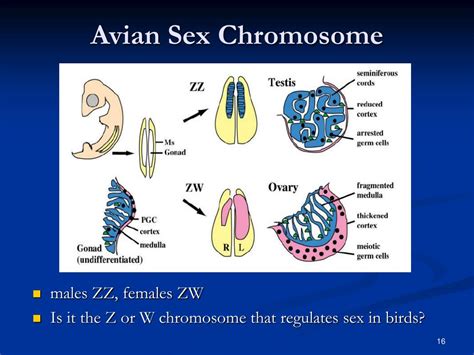 Ppt Chromosomal Based Sex Differences In The Brain Powerpoint