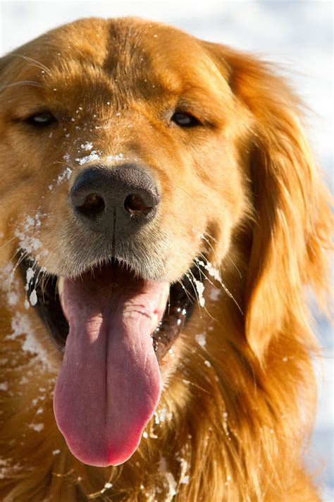 For the most part, they have similar golden retriever puppies are essentially fluffy tornadoes with teeth. Pictures Of Golden Retrievers - Golden Retriever Photo Gallery