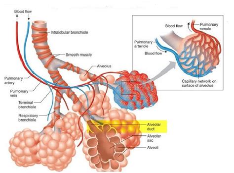 Alveoli Anatomy Diagrams Respiratory System Anatomy Human