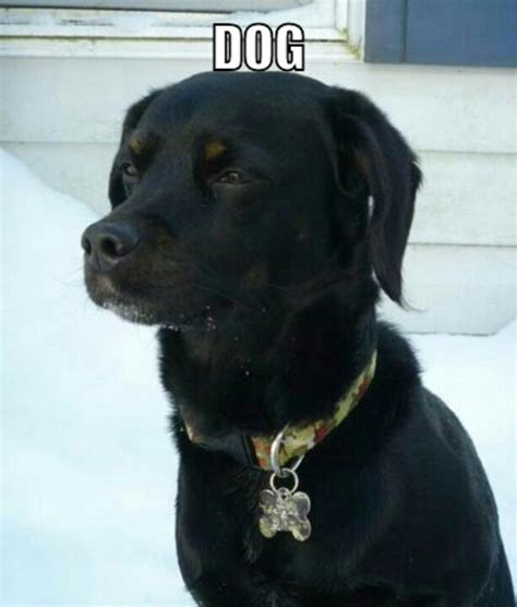 Black Lab Dog Logic Dog Memes Puppy Meme