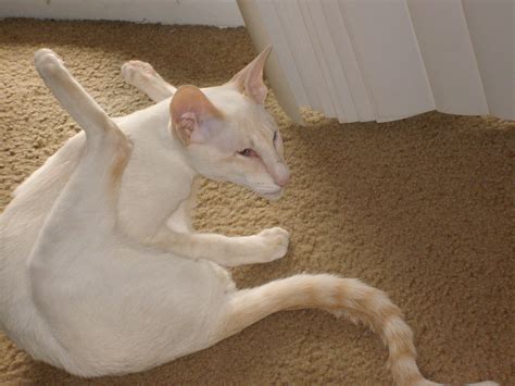 The Gino Stretch Flame Point Oriental Siamese Cat I Sat Like That