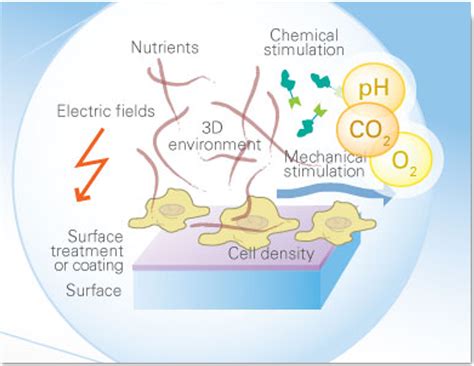 Research | Viral Vectors and Vaccines Bioprocessing Group