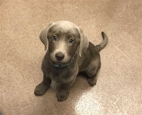 For example, the mall of america — one of the largest malls in the world located in bloomington, minnesota — charges a base rent of $2,500 to $9,000 per month. Woodlands pet store faces online uproar over puppy's ...