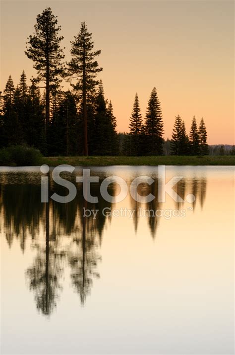 Pines Trees Reflecting In Lake At Sunset Stock Photo Royalty Free