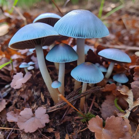 Types Of Magic Mushrooms Panaeolus Cyanescens Magic Mushrooms Canada