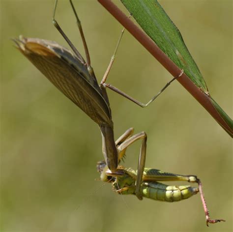 Maybe you would like to learn more about one of these? Praying Mantis Eats Its Prey at Lakeside Park, Mississauga ...