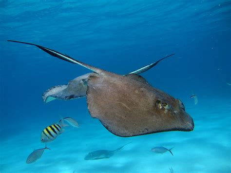 Stingray Southern Ray This Photo Was Taken While Diving S Flickr