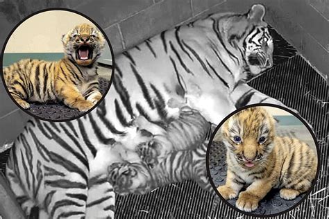 Rarest Of Tiger Gives Birth To Two Adorable Cubs At Cny Zoo